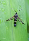 Johannisbeer-Glasflügler (Synanthedon tipuliformis)